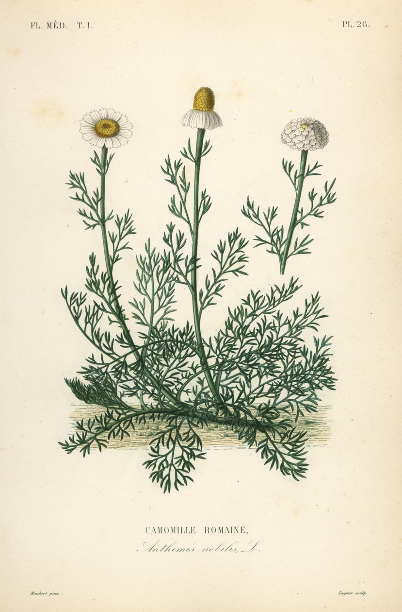 Romersk kamille eller kamille, Chamaemelum nobile, Anthemis nobilis, Camomille romaine af Unbekannt