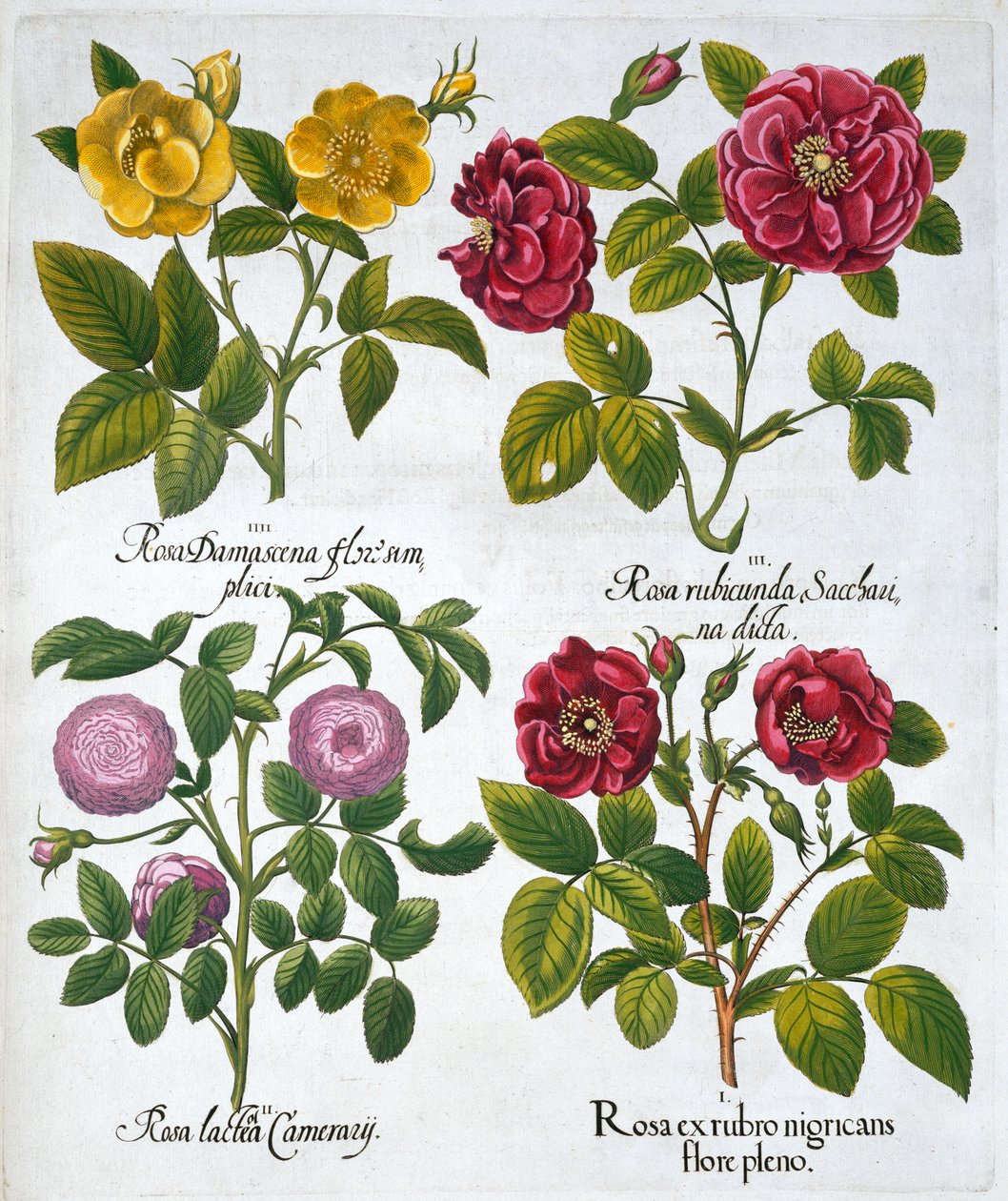 Roser, 1613 af Unbekannt