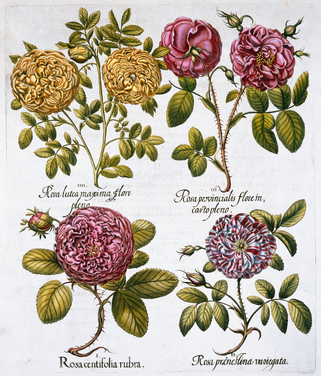 Roser, 1613 af Unbekannt