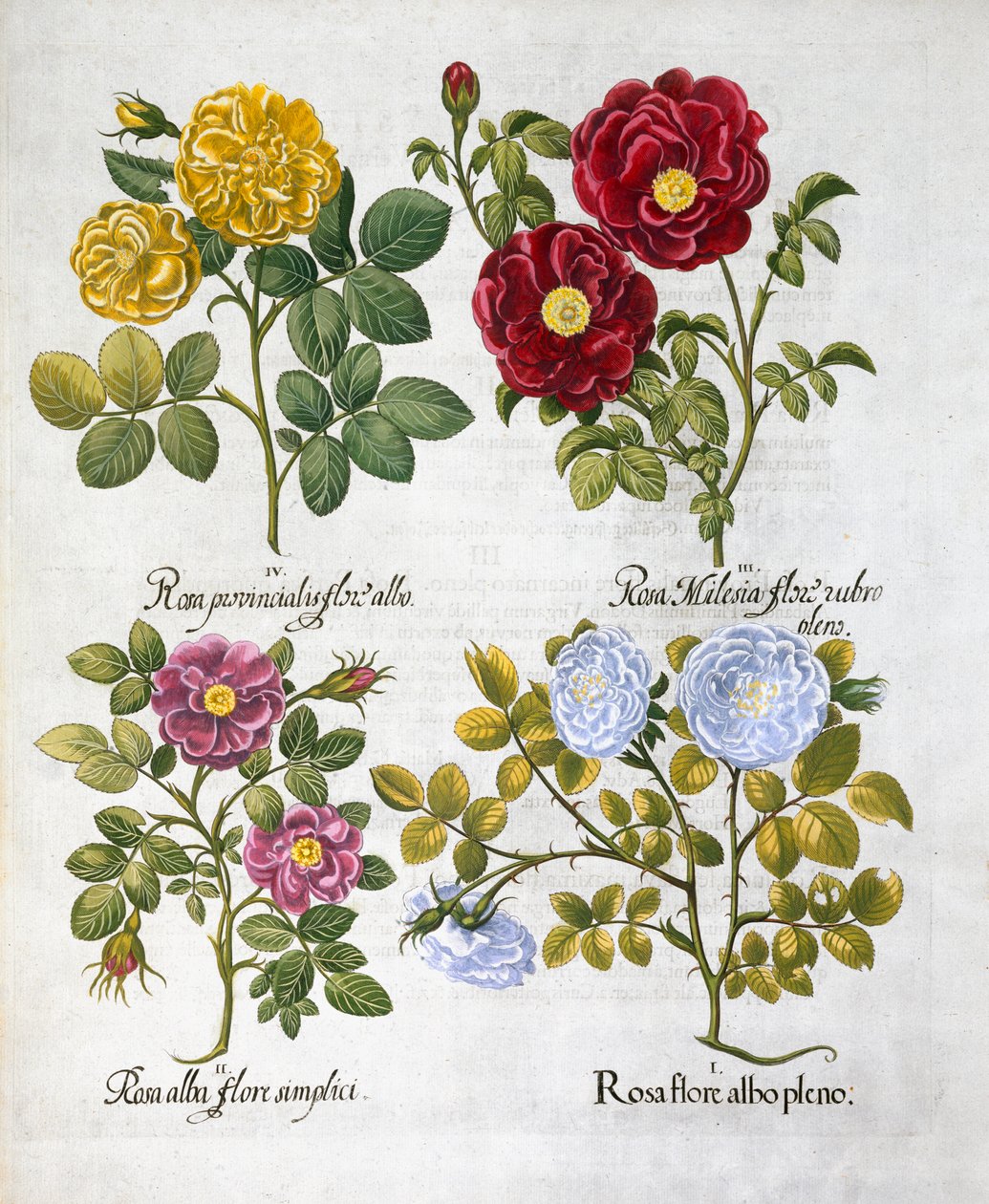 Roser, 1613 af Unbekannt