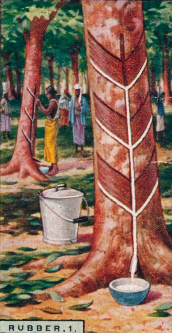 Gummi, 1. Tapping the Trees, Ceylon, 1928 af Unbekannt