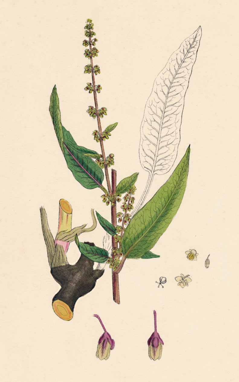 Rumex sanguineus. Blodig-årede Dock, 1800-tallet af Unbekannt