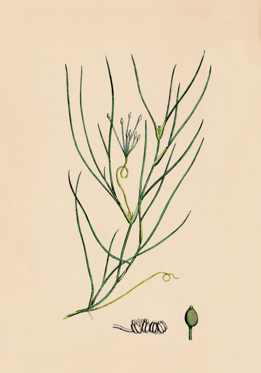 Ruppia spiralis. Greater Ruppia, 1800-tallet af Unbekannt