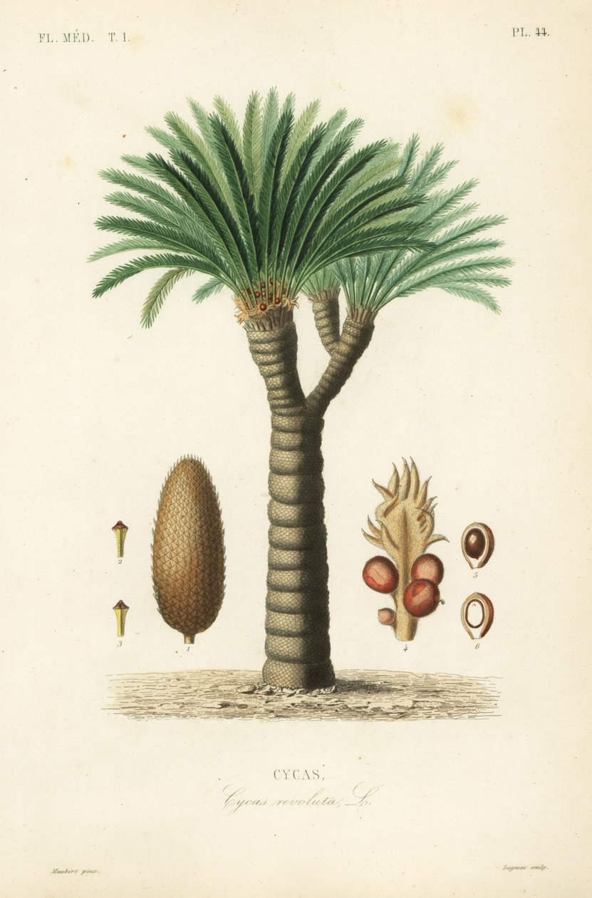 Sagopalme, konge sago, sago cycad eller japansk sagopalme, Cycas revoluta, Cycas af Unbekannt