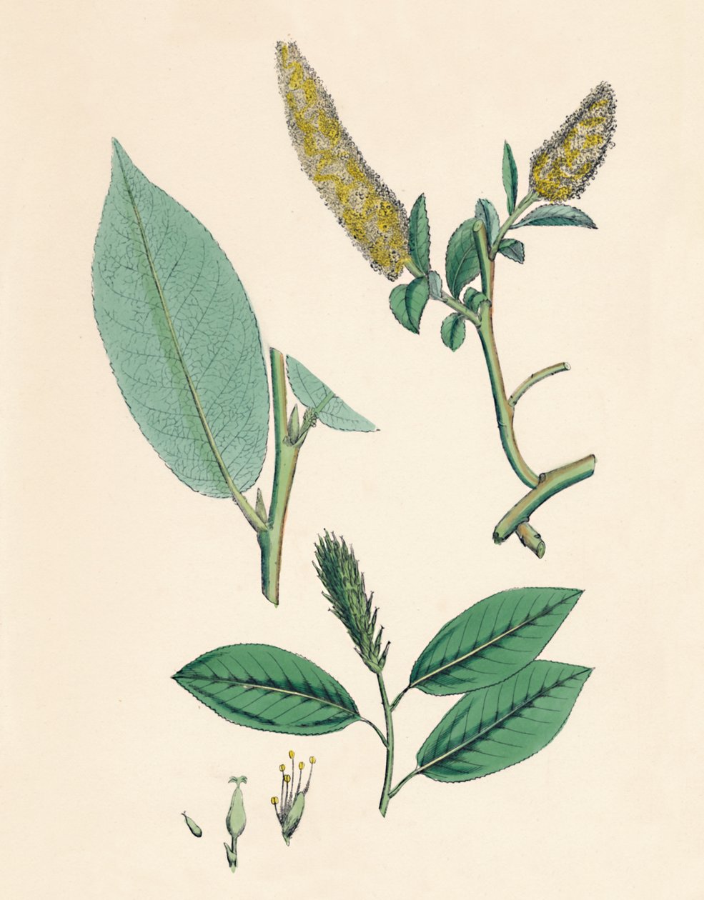 Salix pentandra. Bay-leaved Willow, 1800-tallet af Unbekannt