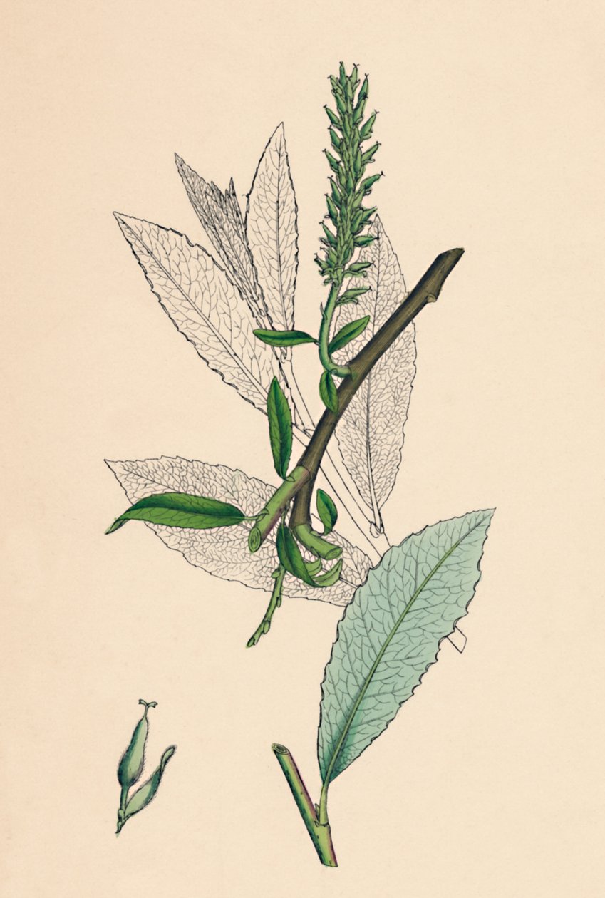 Salix phylicifolia, var. radikanere. Tebladesalg, var. a., 1800-tallet af Unbekannt