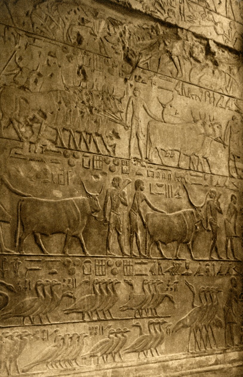 Saqqara - Ptahoteps grav - Vægmaleri, c1918-c1939. af Unbekannt