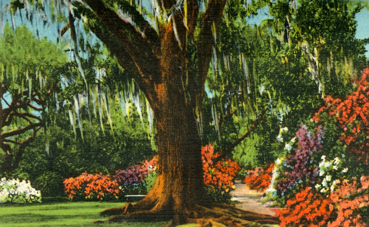 Scene i Magnolia Gardens, nær Charleston, S.C., 1942. af Unbekannt