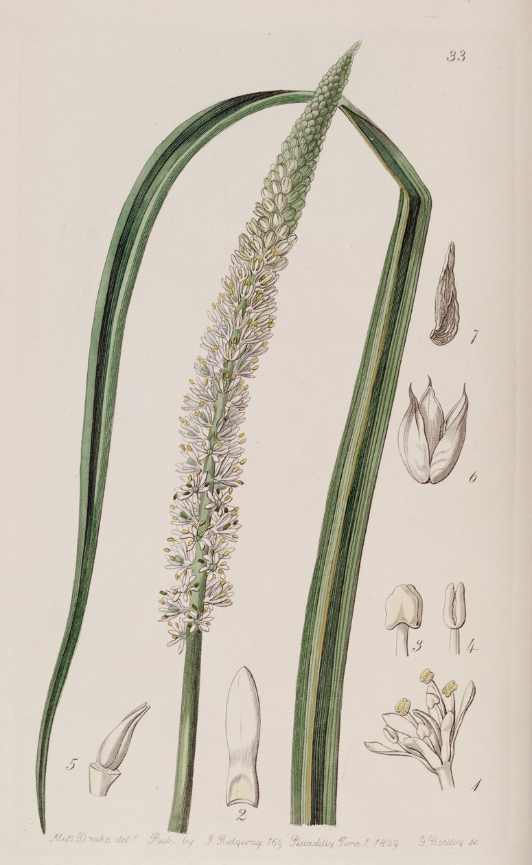 Sko ocaulon officinale af Unbekannt