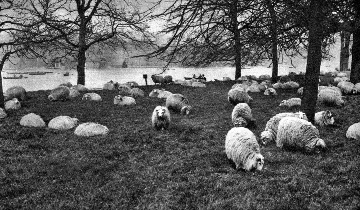 Skotske får ved Serpentine, Hyde Park, London, 1926-1927 af Unbekannt