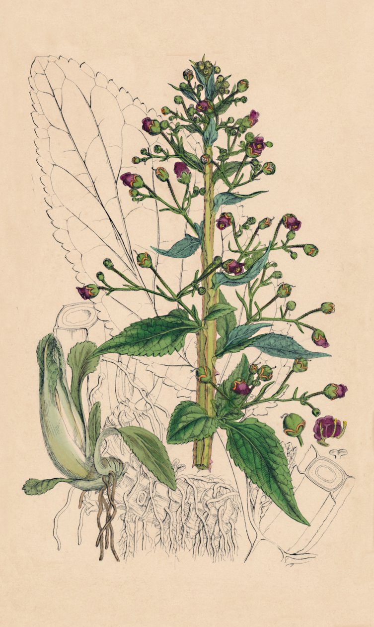 Scrophularia Ehrharti. Ehrharts Water-Betony, 1800-tallet af Unbekannt