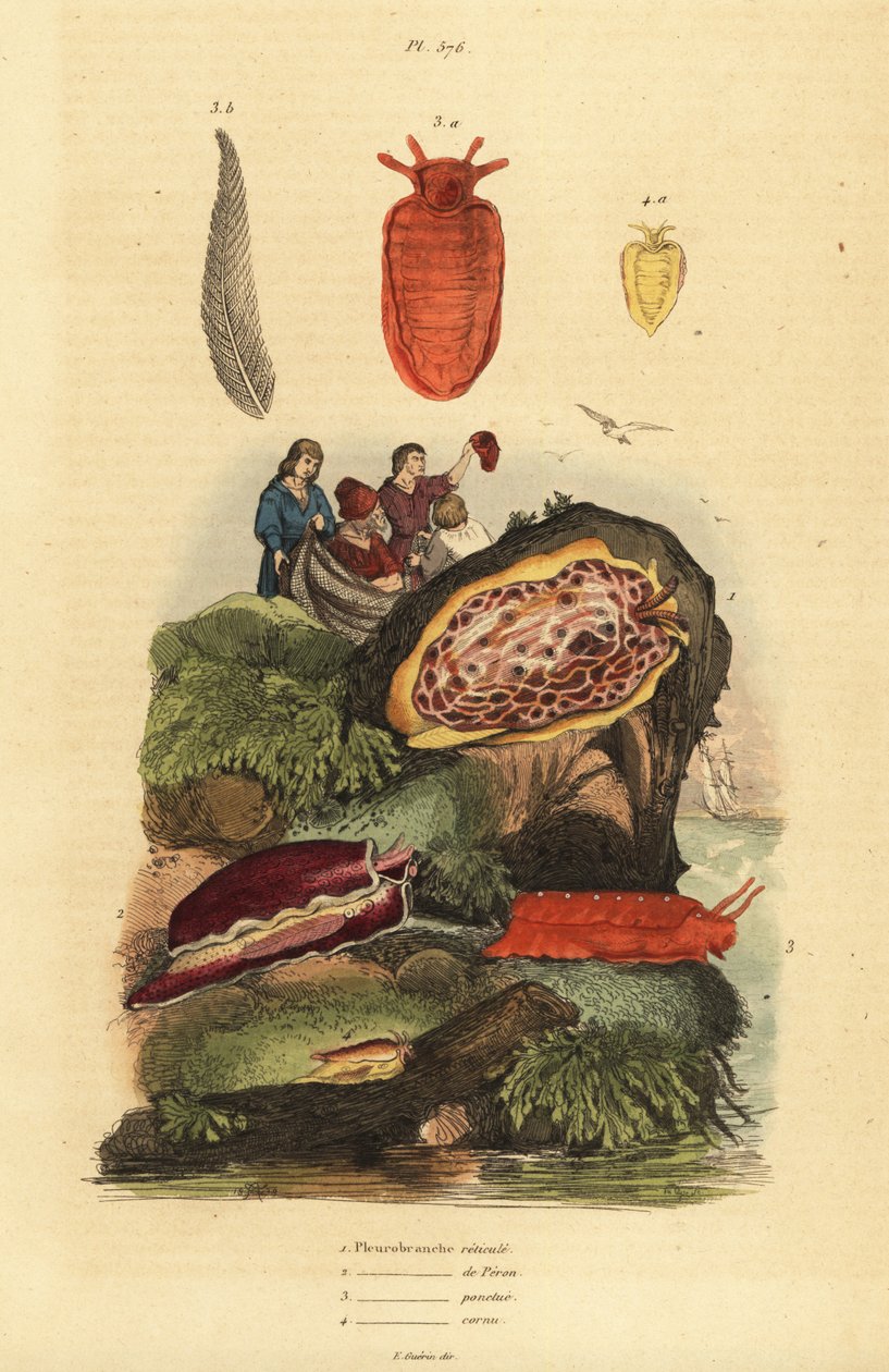 Søsnegle: Pleurobranchus reticulatus 1, Berthellina citrina 3, Pleurobranchus peronii 2,4 af Unbekannt
