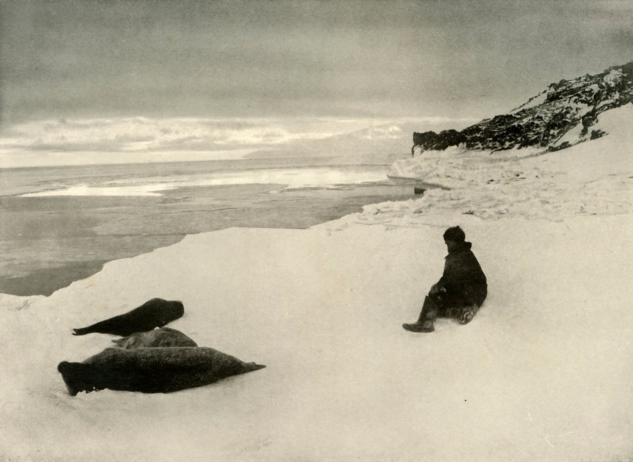 Sæler ved iskanten, c1908, 1909 af Unbekannt