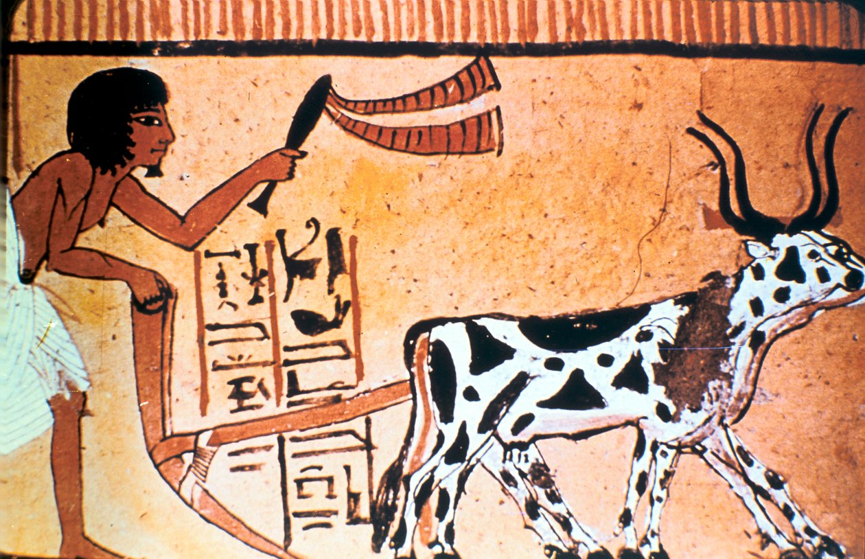 Sennutem pløjning med kvæg, oldægyptisk gravmaleri, New Kingdom 1550-1069 f.Kr. af Unbekannt