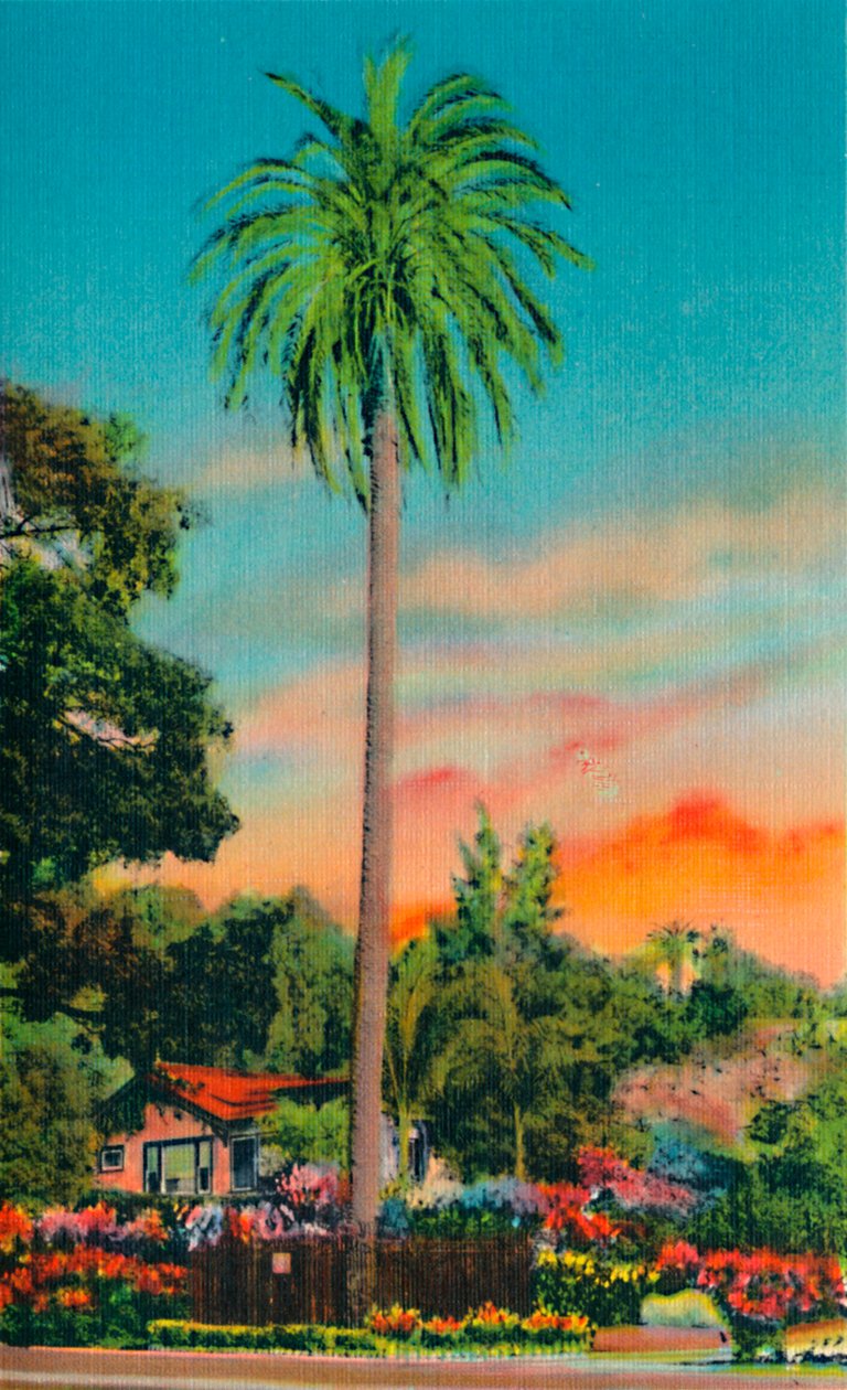 Serra Palm. Det første palmetræ i Californien, c1941 af Unbekannt