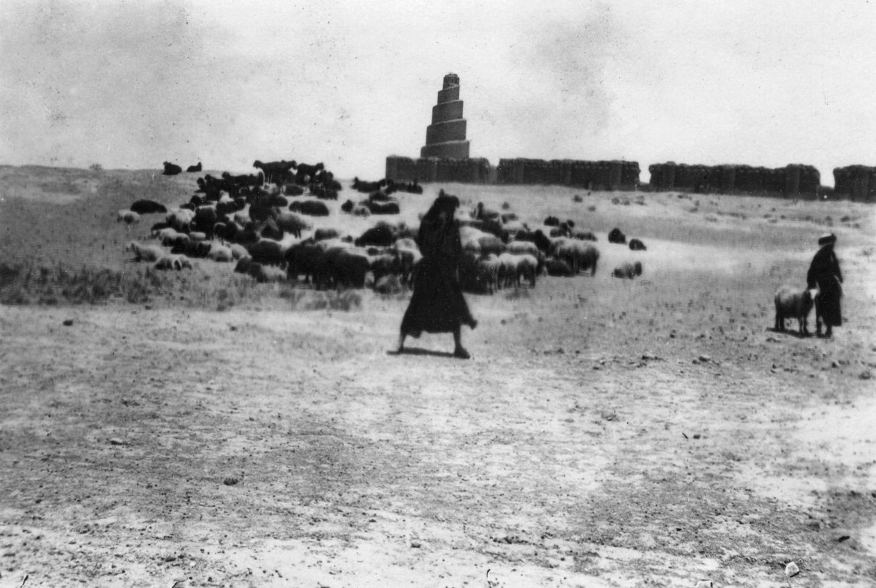 Får græsser uden for Samarra, Mesopotamien, 1918 af Unbekannt