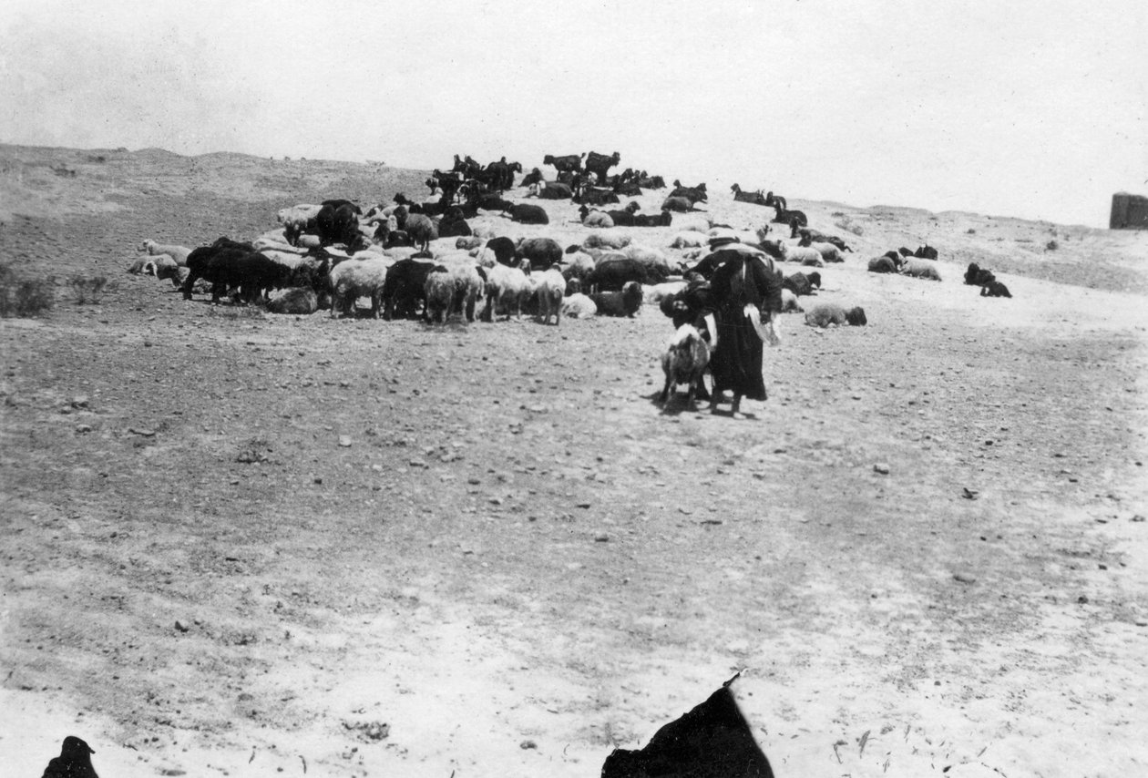 Får græsser uden for Samarra, Mesopotamien, 1918 af Unbekannt