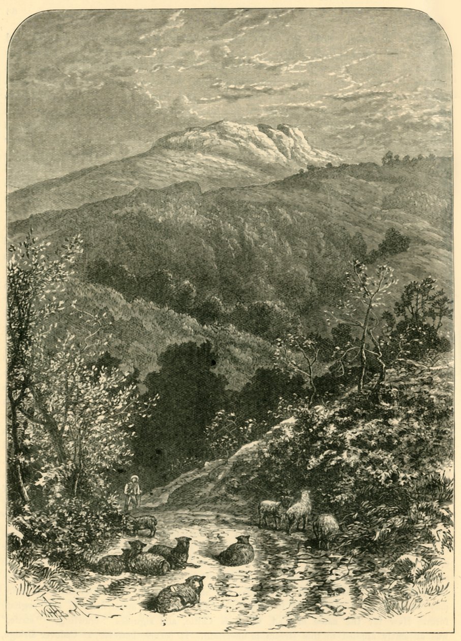 Fårestor, 1898. af Unbekannt