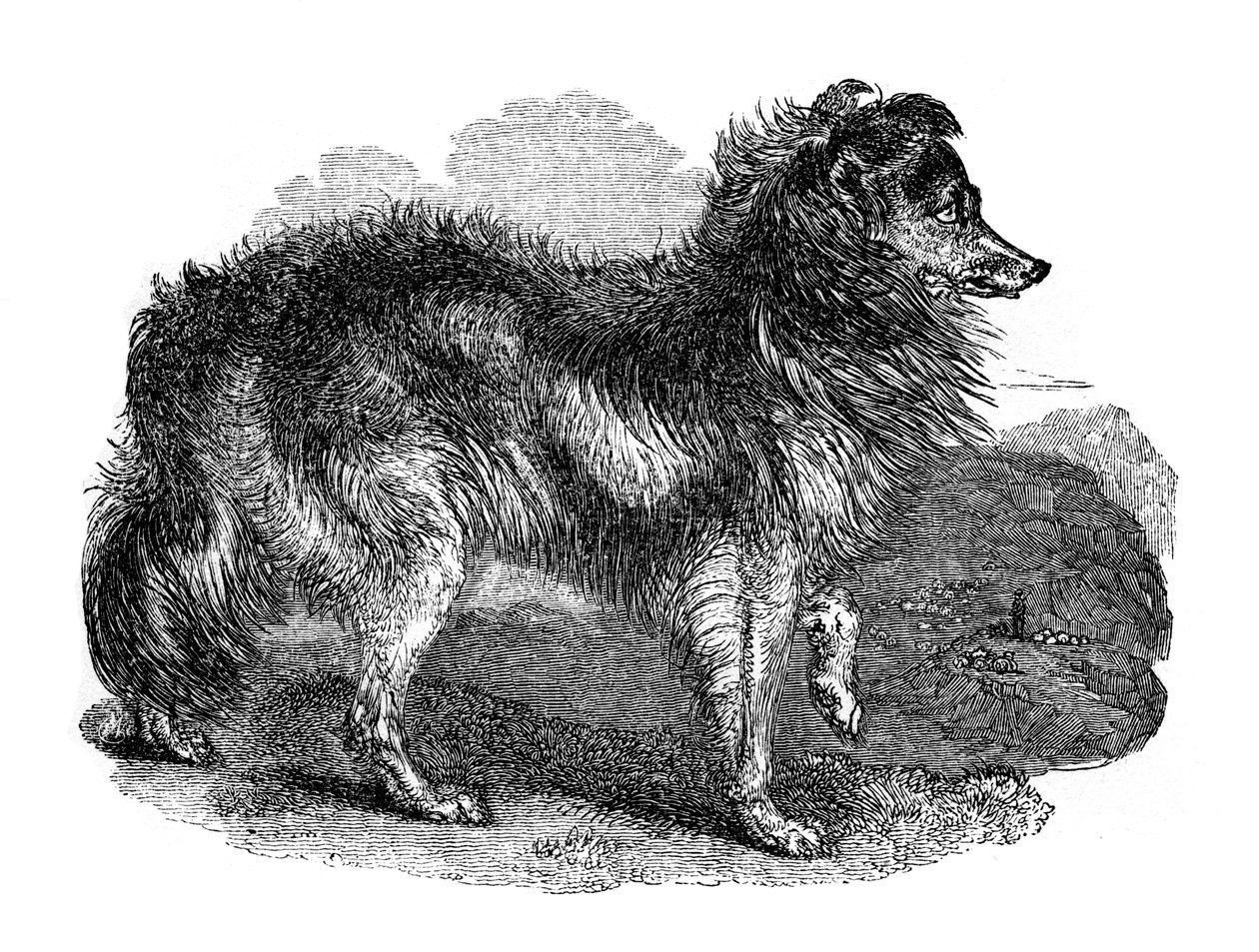 Hyrdehund, 1848 af Unbekannt