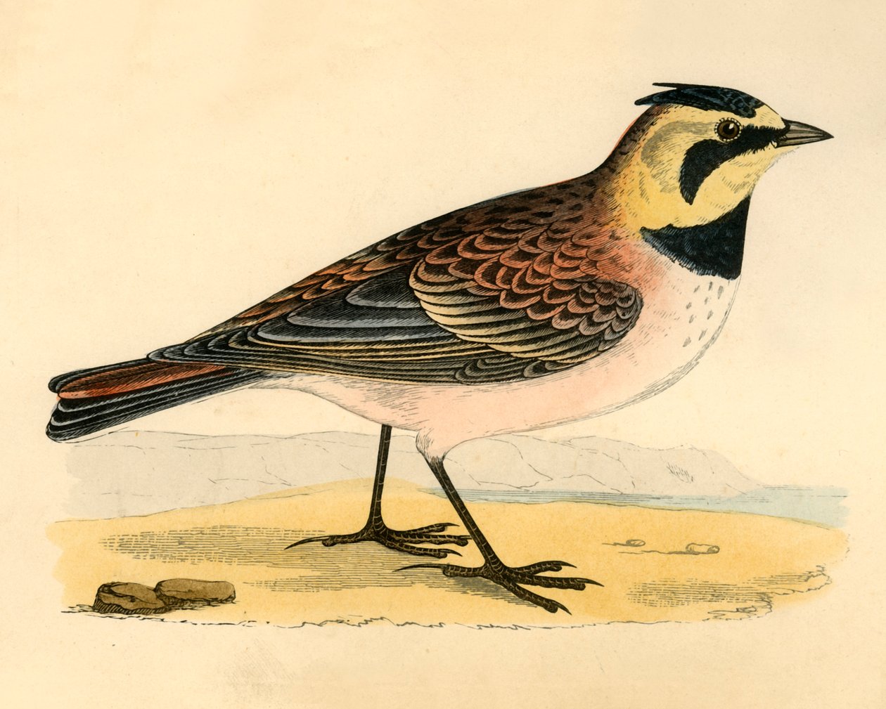 Shore Lark, slutningen af det 19. århundrede. af Unbekannt