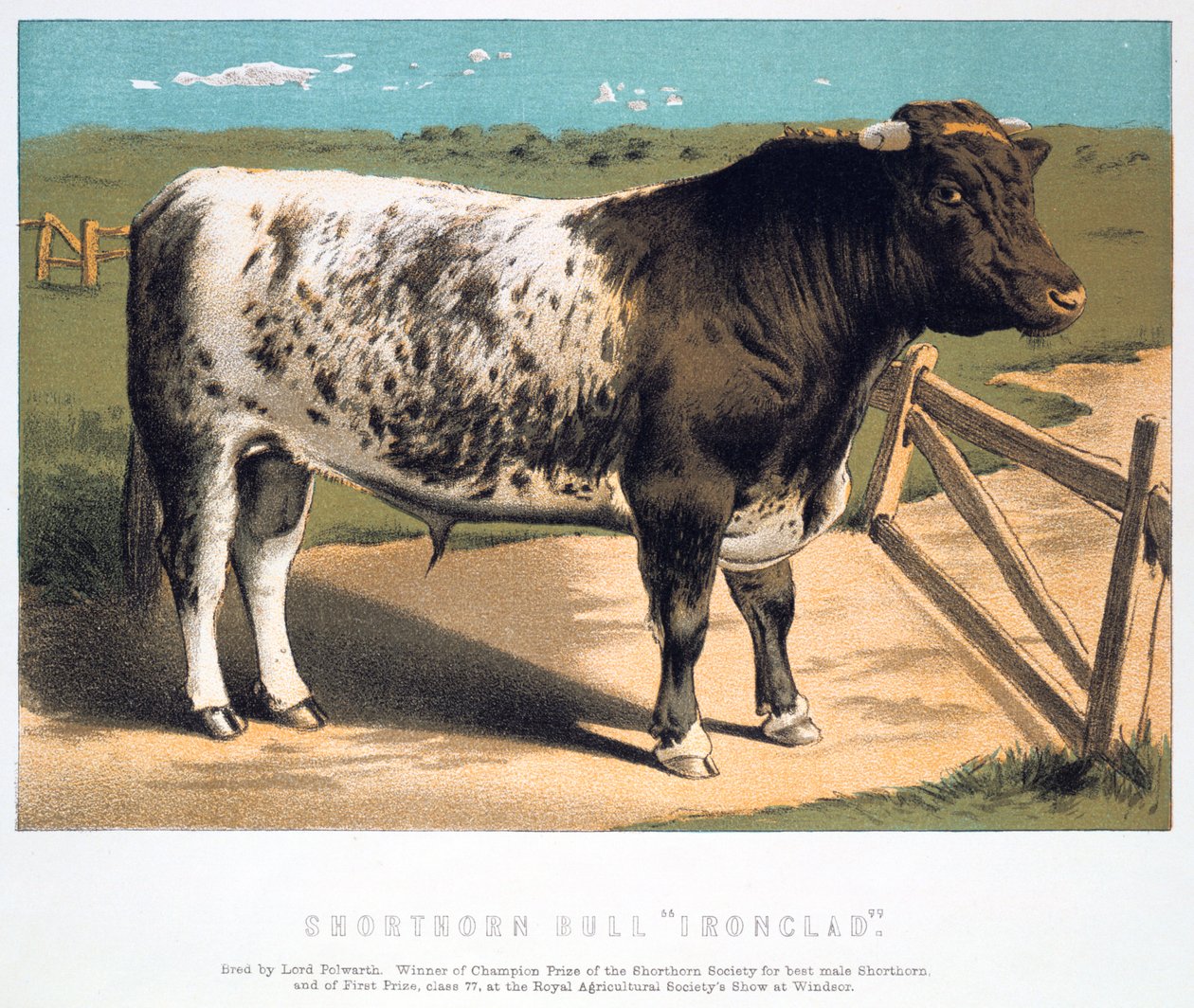 Shorthorn Bull Ironclad, 1875 af Unbekannt