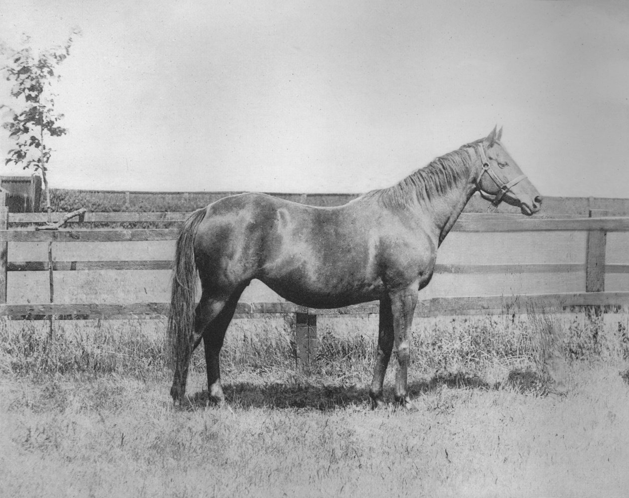 Frøken, 1911 af Unbekannt