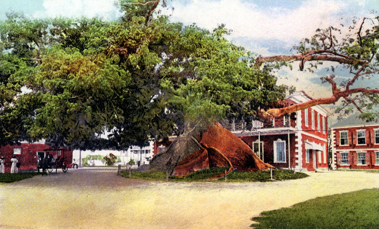 Silk Cotton Tree, Nassau, New Providence, Bahamas, c1900-tallet af Unbekannt