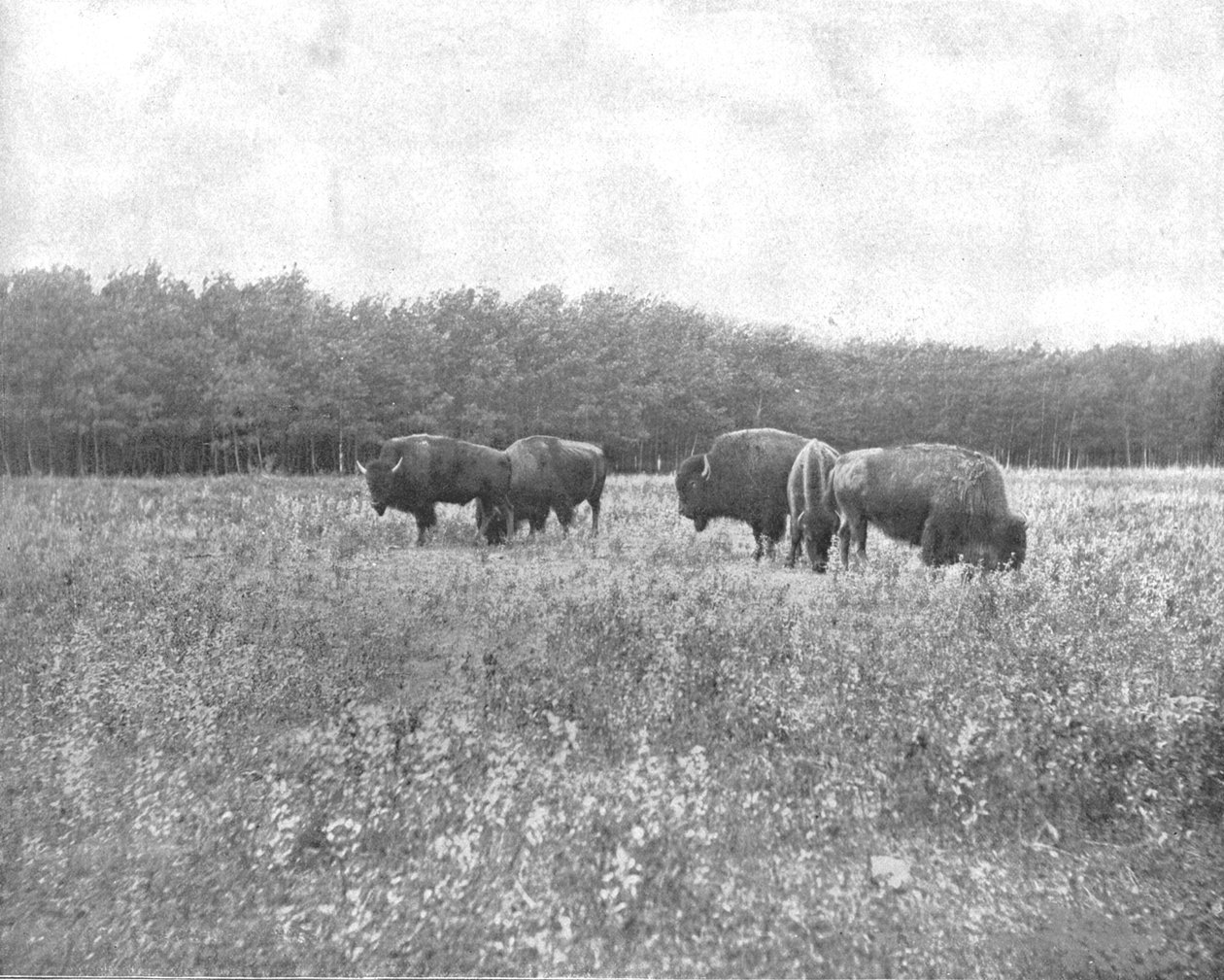 Silver Heights, Winnipeg, Canada, c1900. af Unbekannt