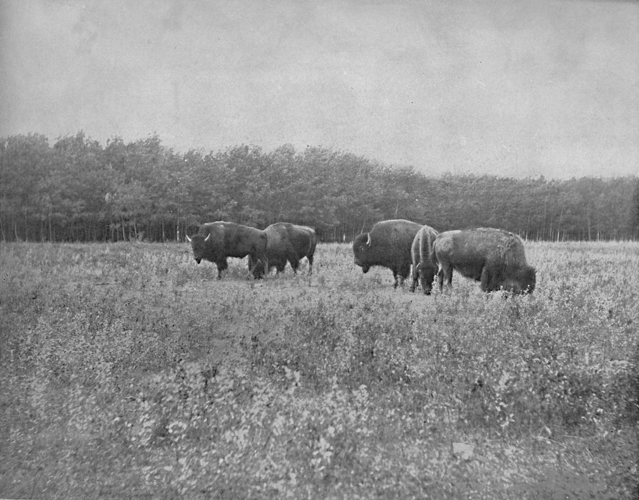 Silver Heights, Winnipeg, c1897. af Unbekannt