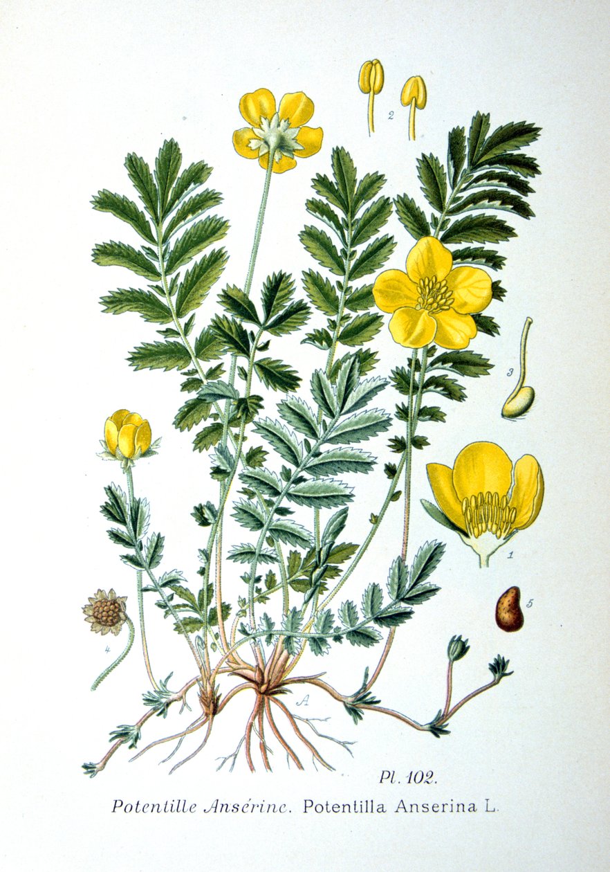 Silverweed, 1893 af Unbekannt