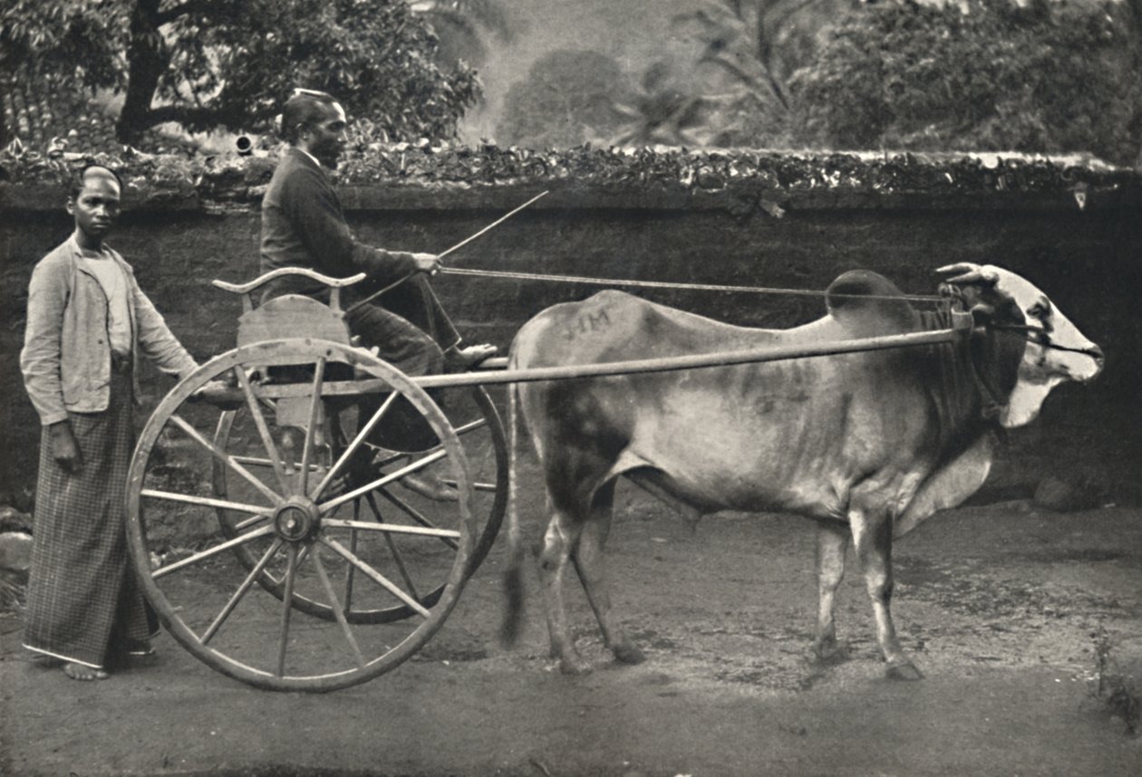 Singhalesisches Zebufuhrwerk, 1926 af Unbekannt