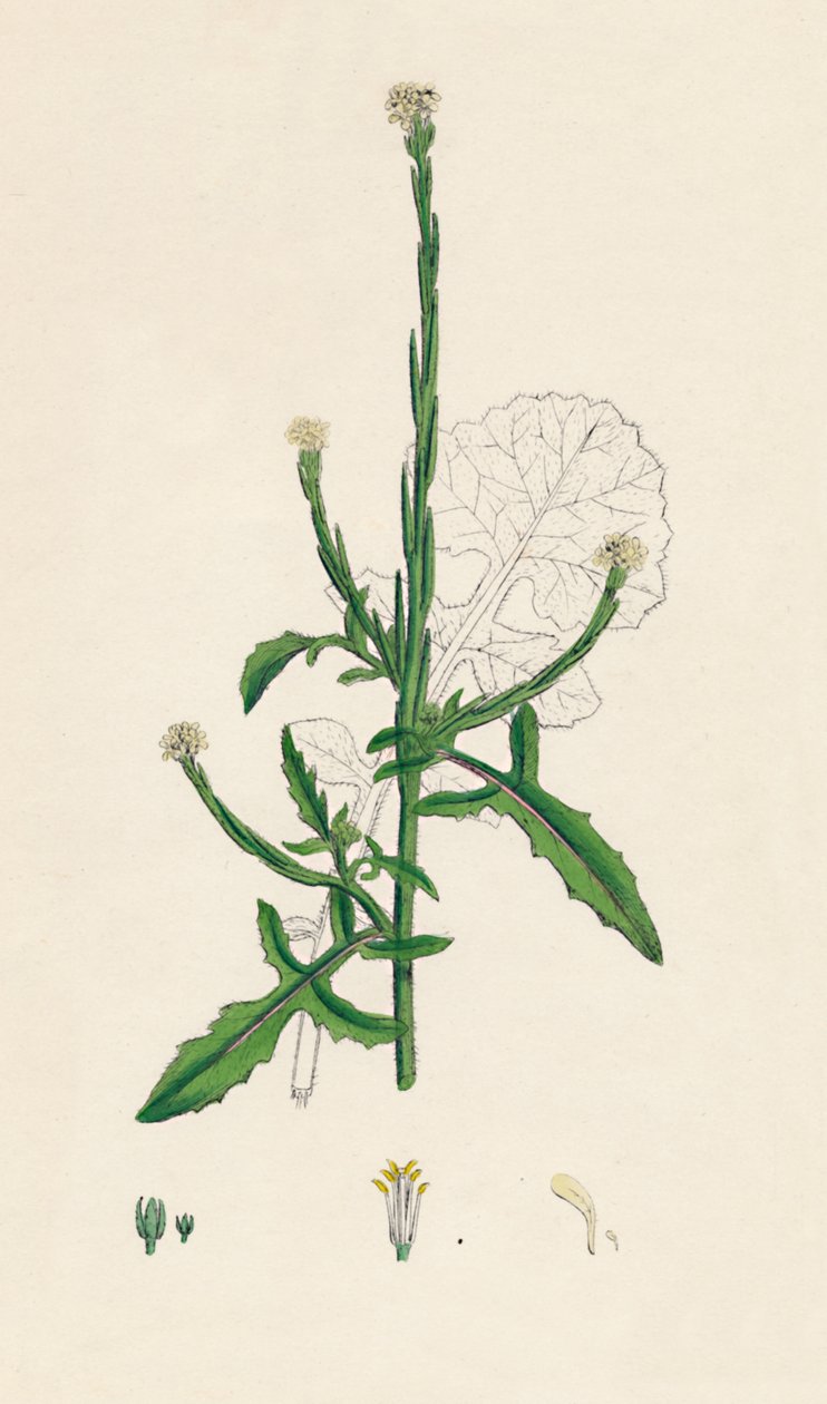 Sisymbrium officinale. Almindelig hæk-sennep, 1800-tallet af Unbekannt