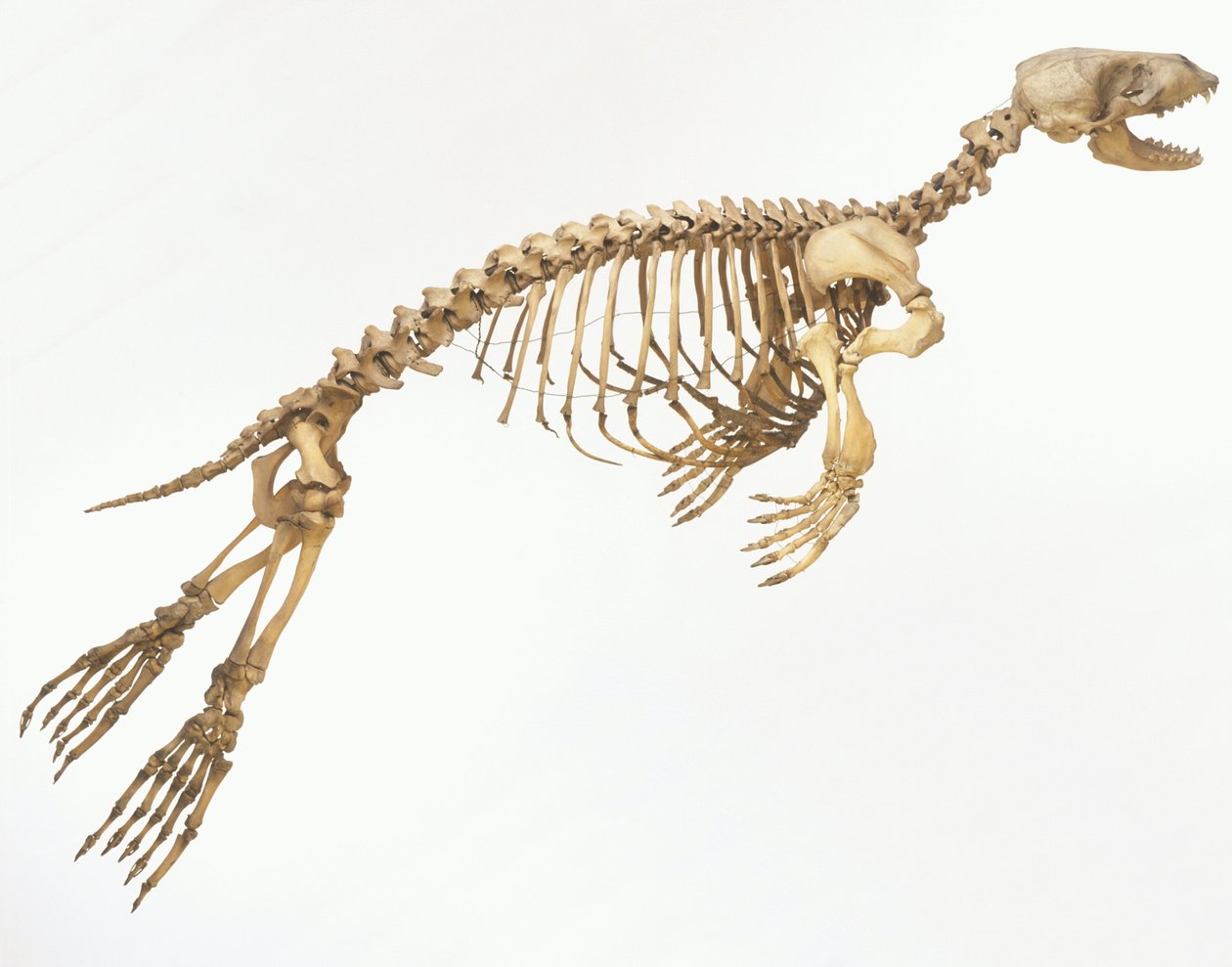 Skelet af en spættet sæl (Phoca vitulina) 