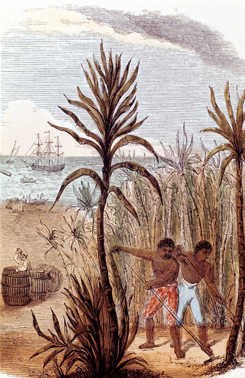 Slaver, der dyrker sukkerrør i Vestindien, 1852 af Unbekannt