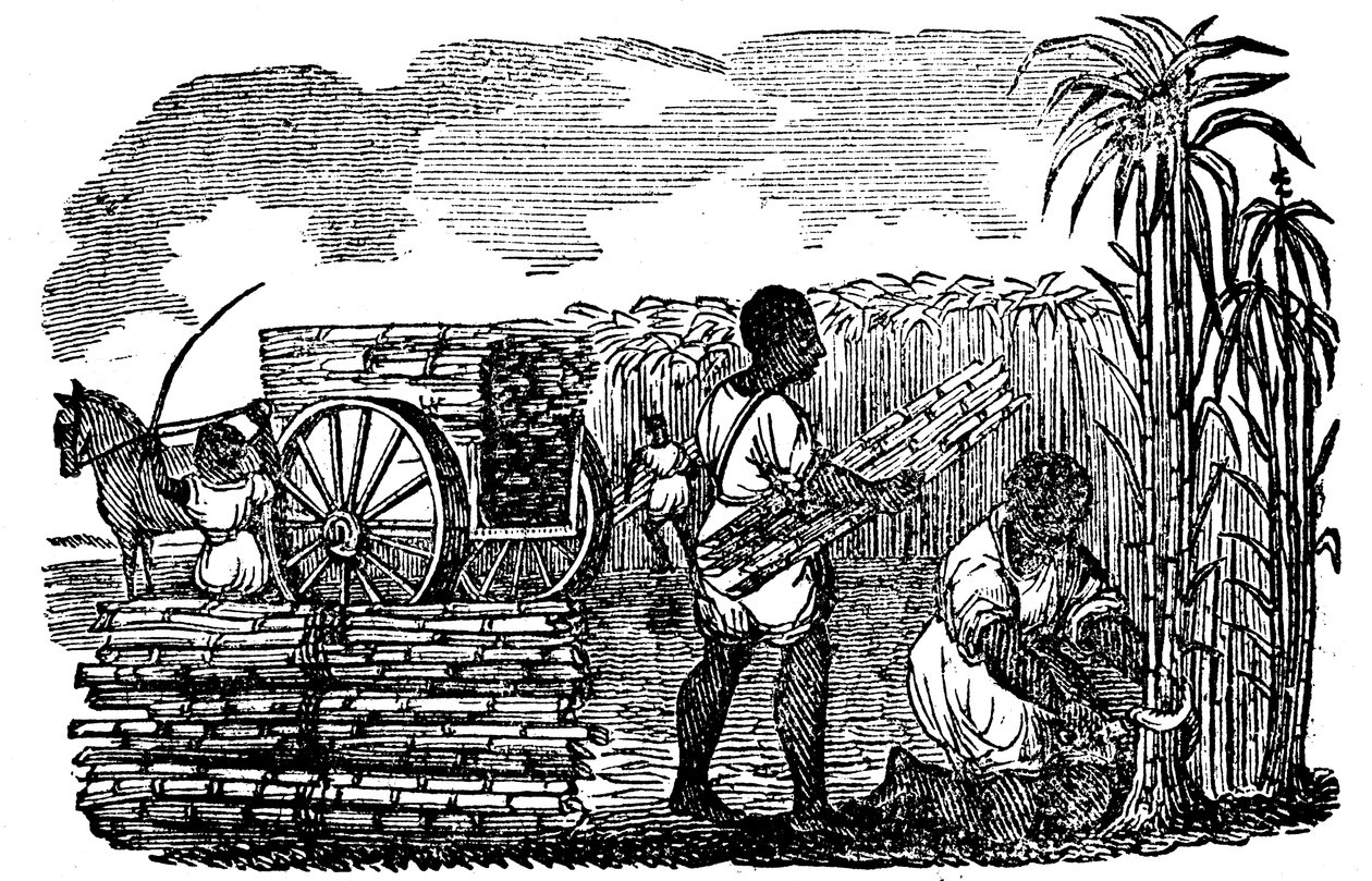 Slaver høster sukkerrør i Louisiana, 1833 af Unbekannt