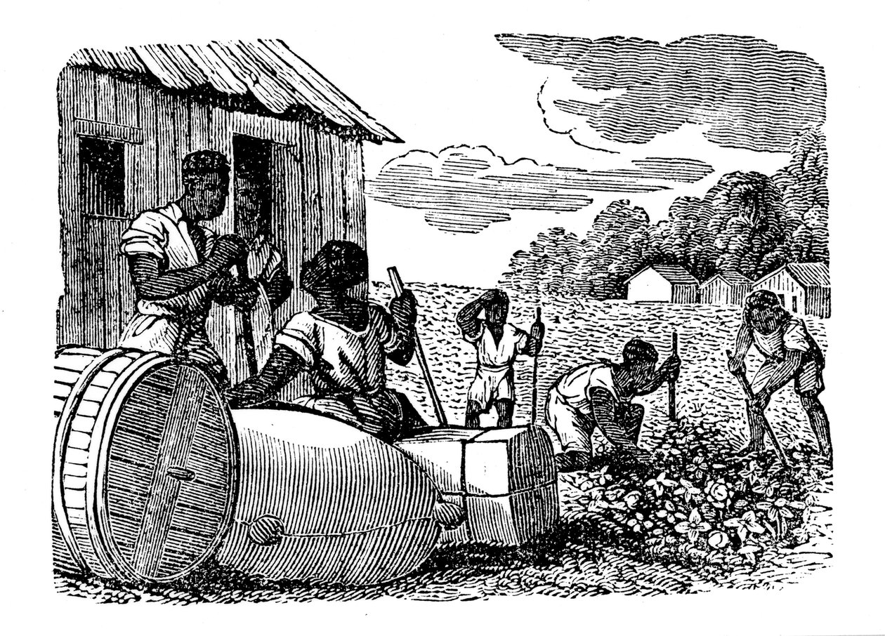 Slaver, der arbejder på en tobaksplantage, 1833 af Unbekannt
