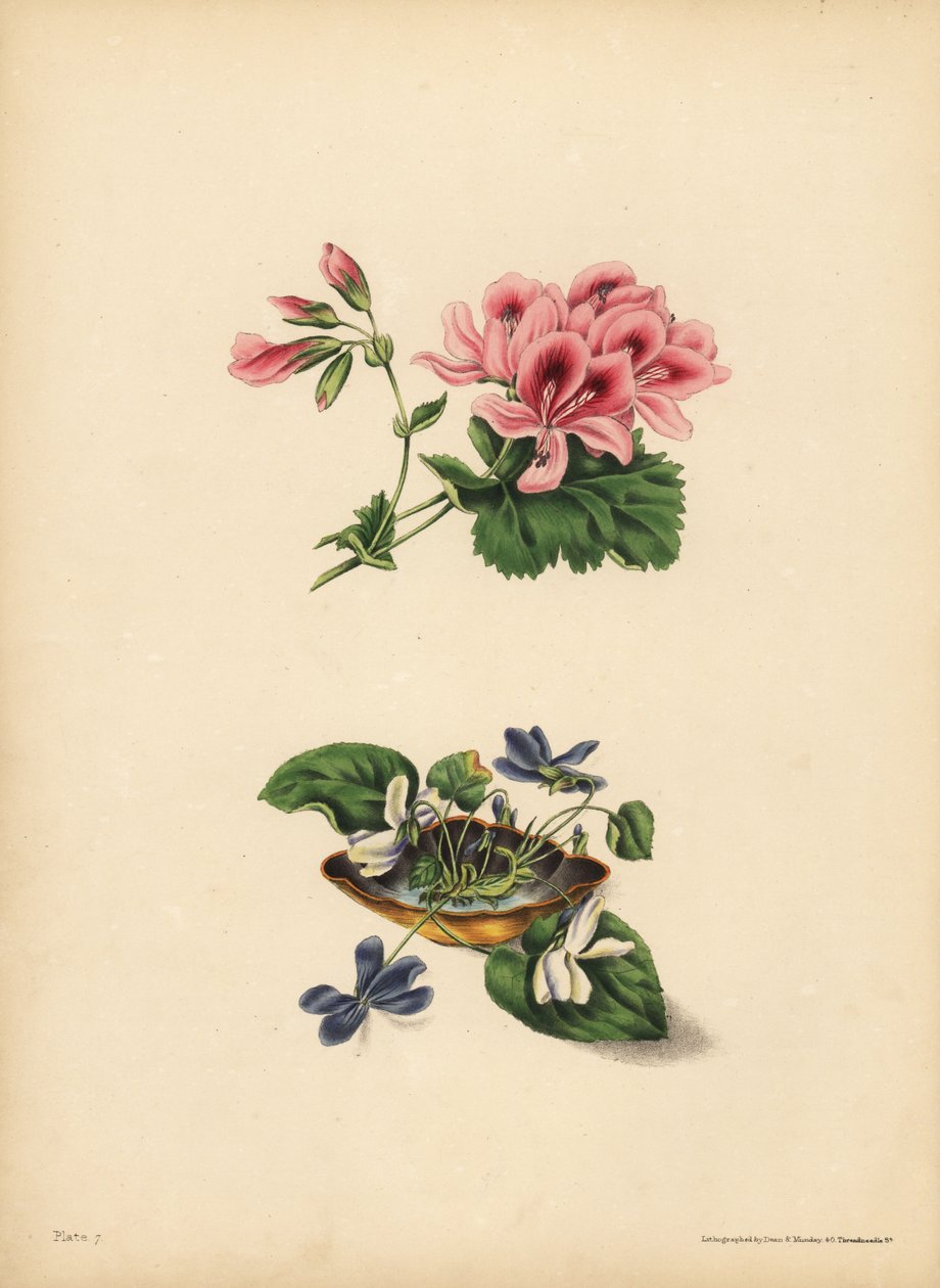 Smiths geranium, præference; De søde lilla og hvidblomstrede violer, følelsernes renhed, oprigtighed, beskedenhed og uskyld af Unbekannt
