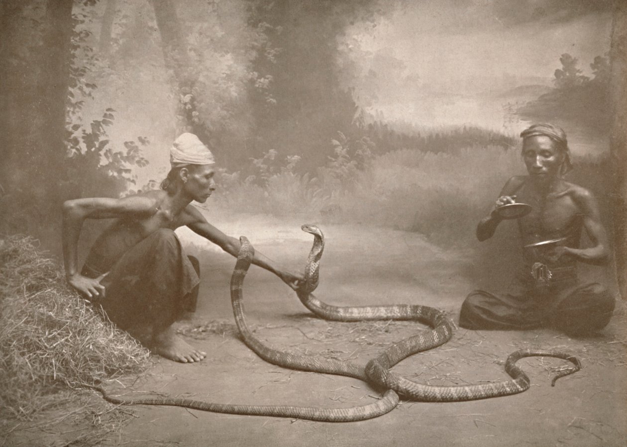 Slangebekæmpere med Hamadryads Kuy Cobras, 1900. af Unbekannt