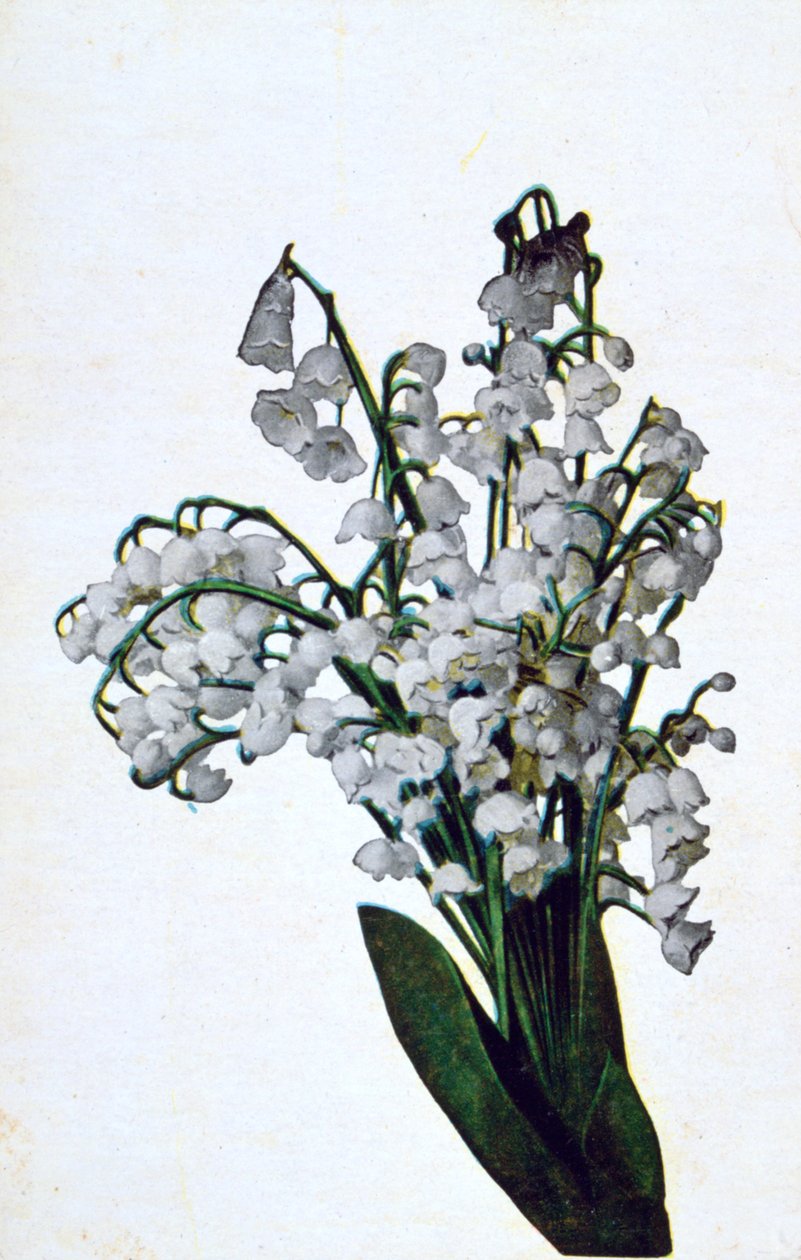 Vintergæk, fransk blomsterpostkort, c1900 af Unbekannt
