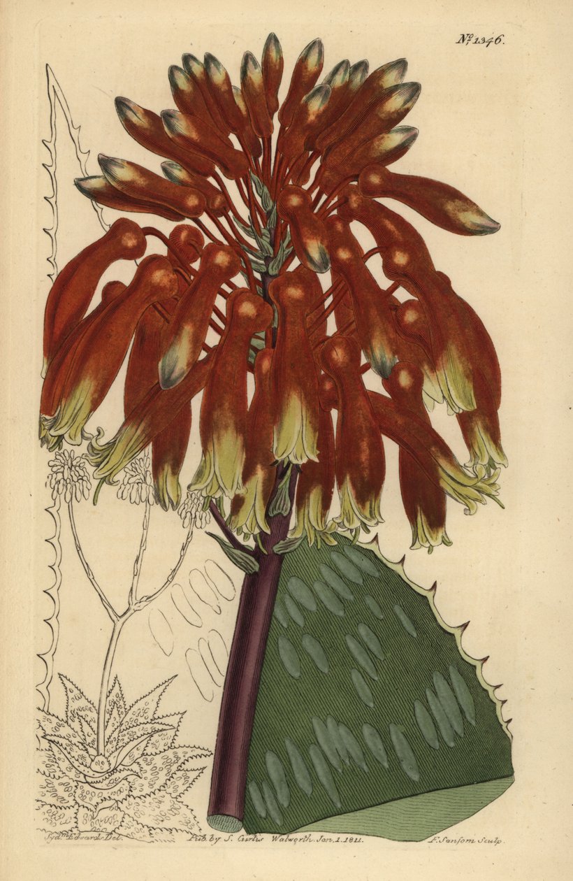 Sæbealoe eller zebraaloe, Aloe maculata (største almindelige sæbealoe, Aloe saponaria latifolia) af Unbekannt