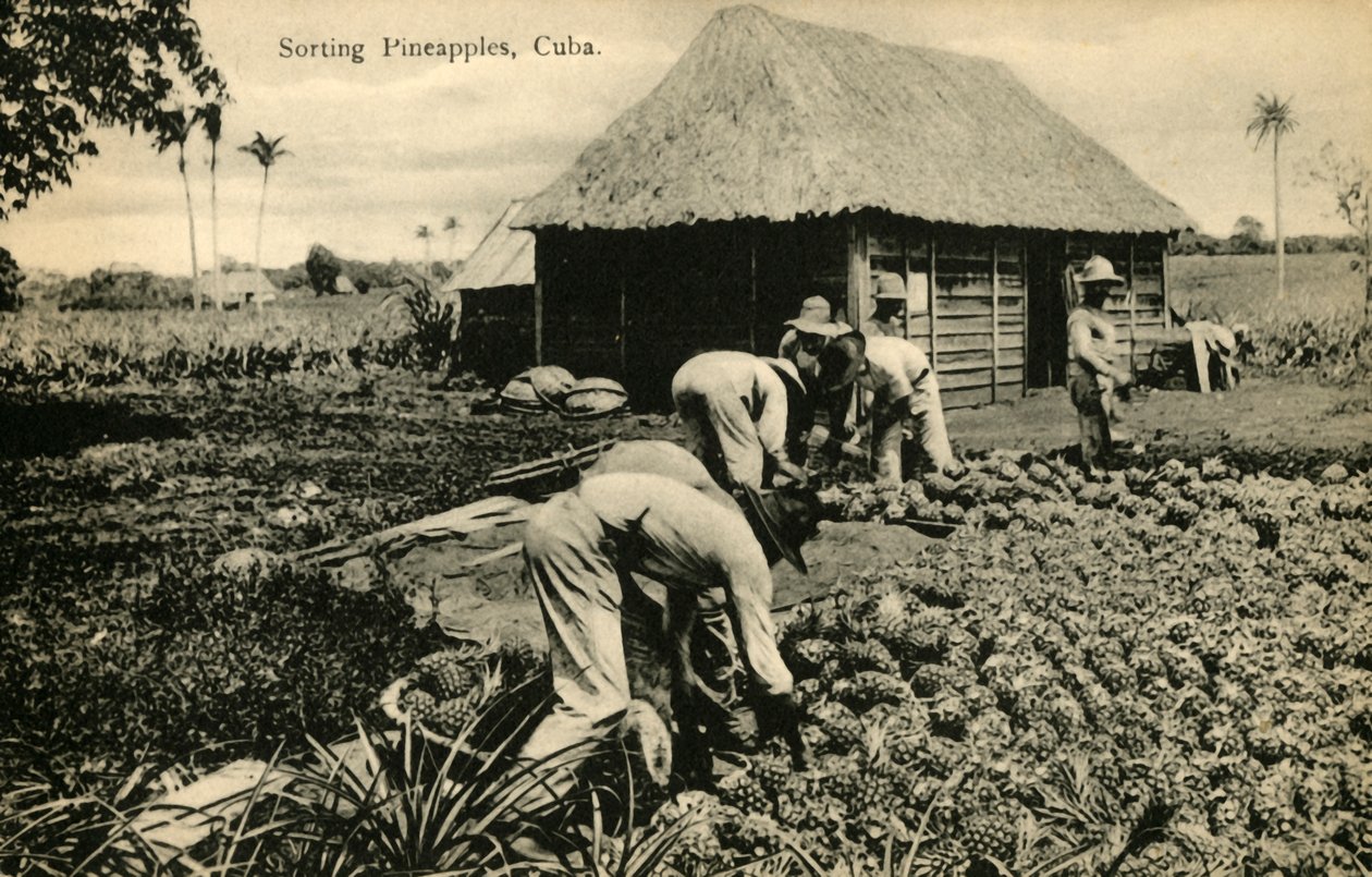 Sortering af ananas, Cuba, slutningen af det 19.-begyndelsen af det 20. århundrede. af Unbekannt