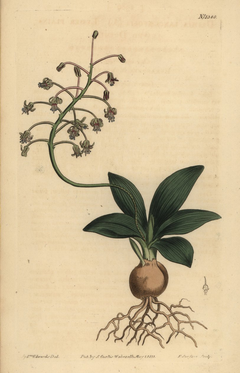 Sydindisk fjel, Ledebouria revoluta (mindre almindeligt bladede drimia, Drimia lanceaefolia) af Unbekannt