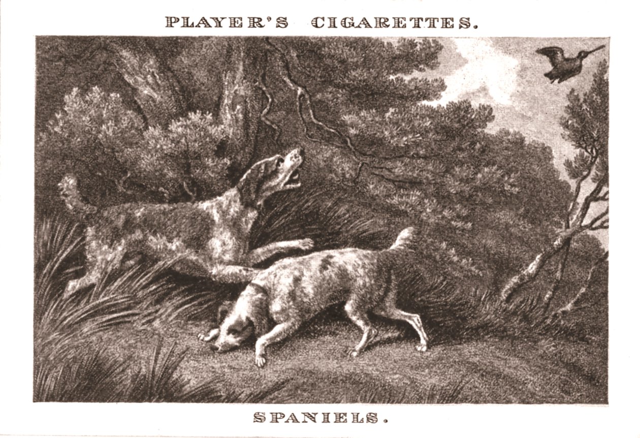 Spaniels, 1924. af Unbekannt