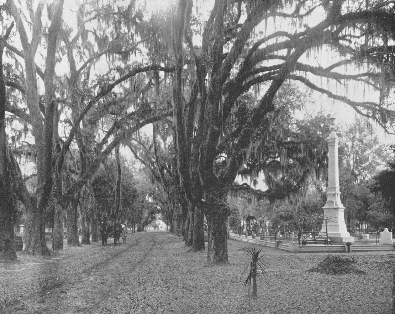 Spanish Moss på Live Oaks, Savannah, Georgia, USA, c1900. af Unbekannt