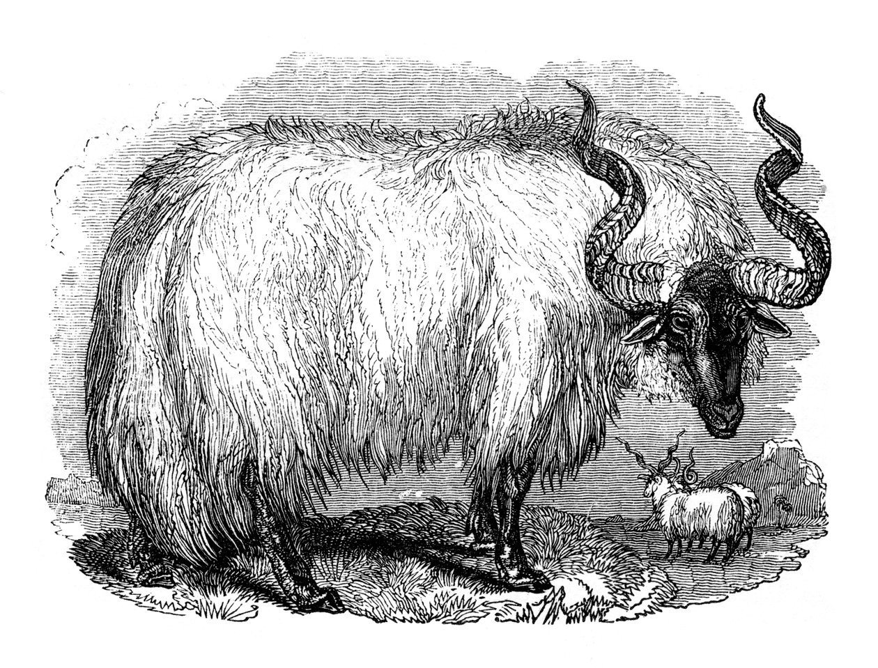 Spanske får, 1848 af Unbekannt