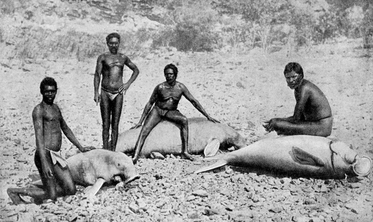 Speared manatee, det nordvestlige Australien, 1922 af Unbekannt