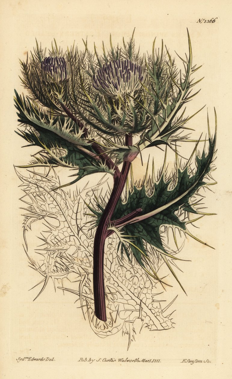 Den mest tornede tidsel, Cirsium spinosissimum (fjerlig hovedet cnicus, Cnicus spinosissimus) af Unbekannt