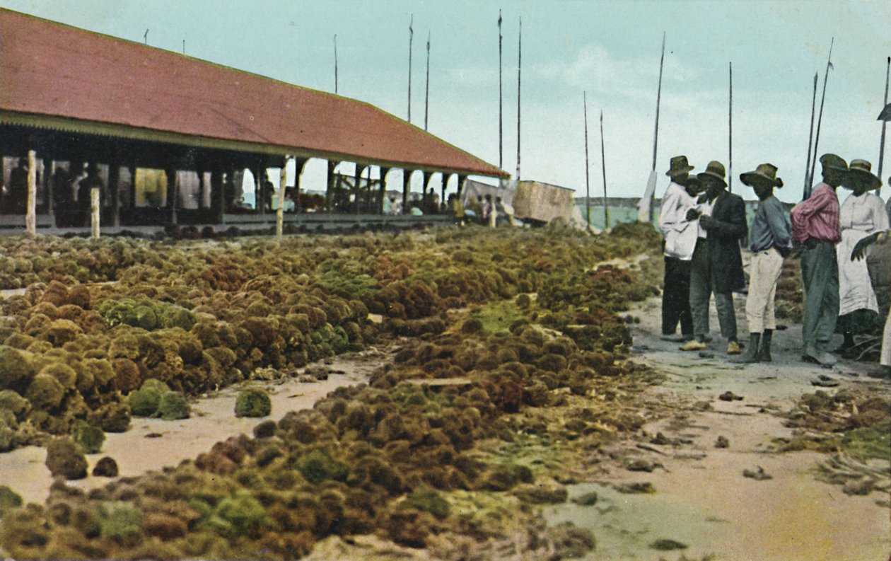 Svampemarked, Nassau, Bahamas, 1930