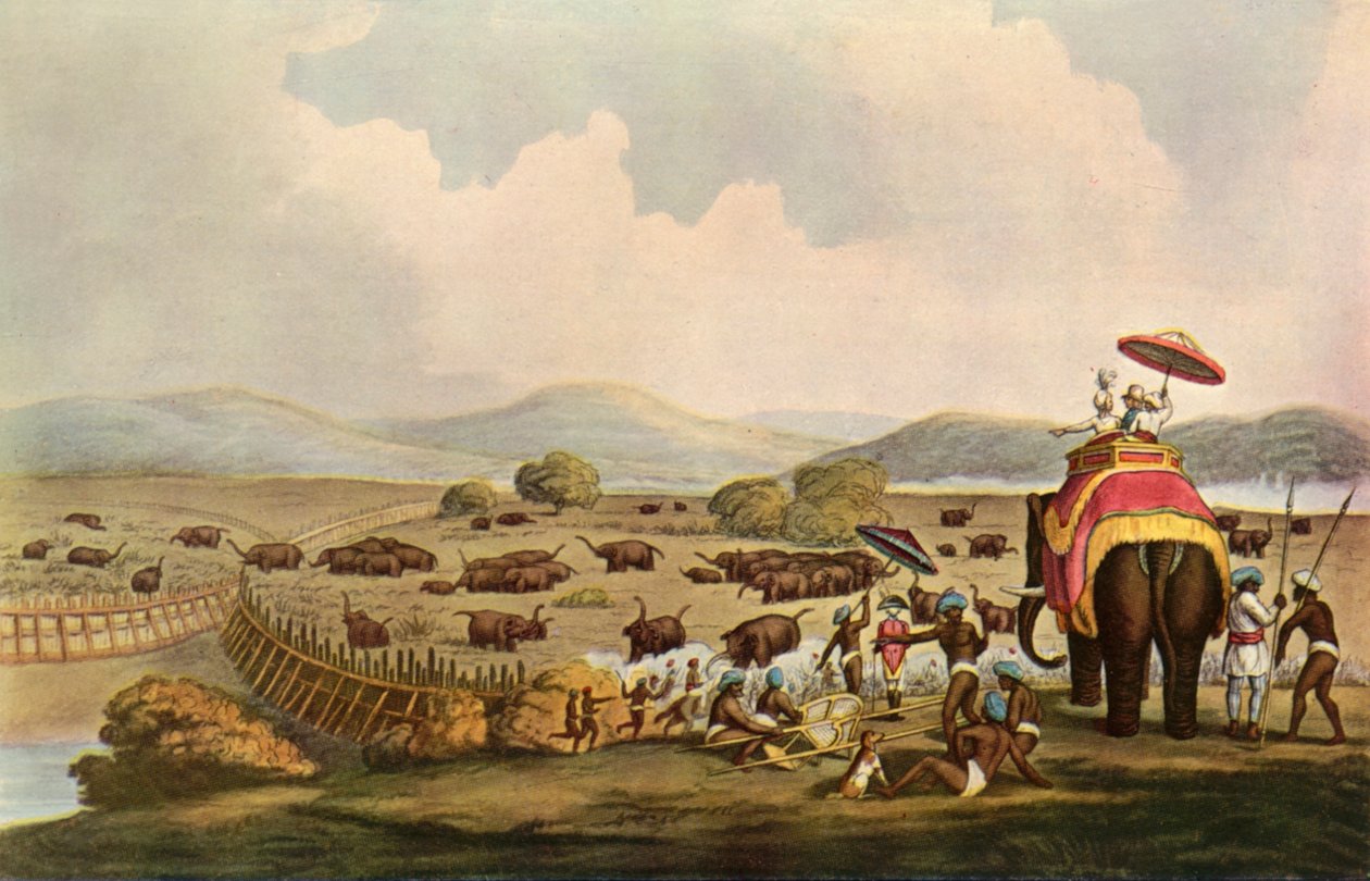 Sport i Indien - At køre elefanter ind i en Keddah, c1808, 1901. af Unbekannt