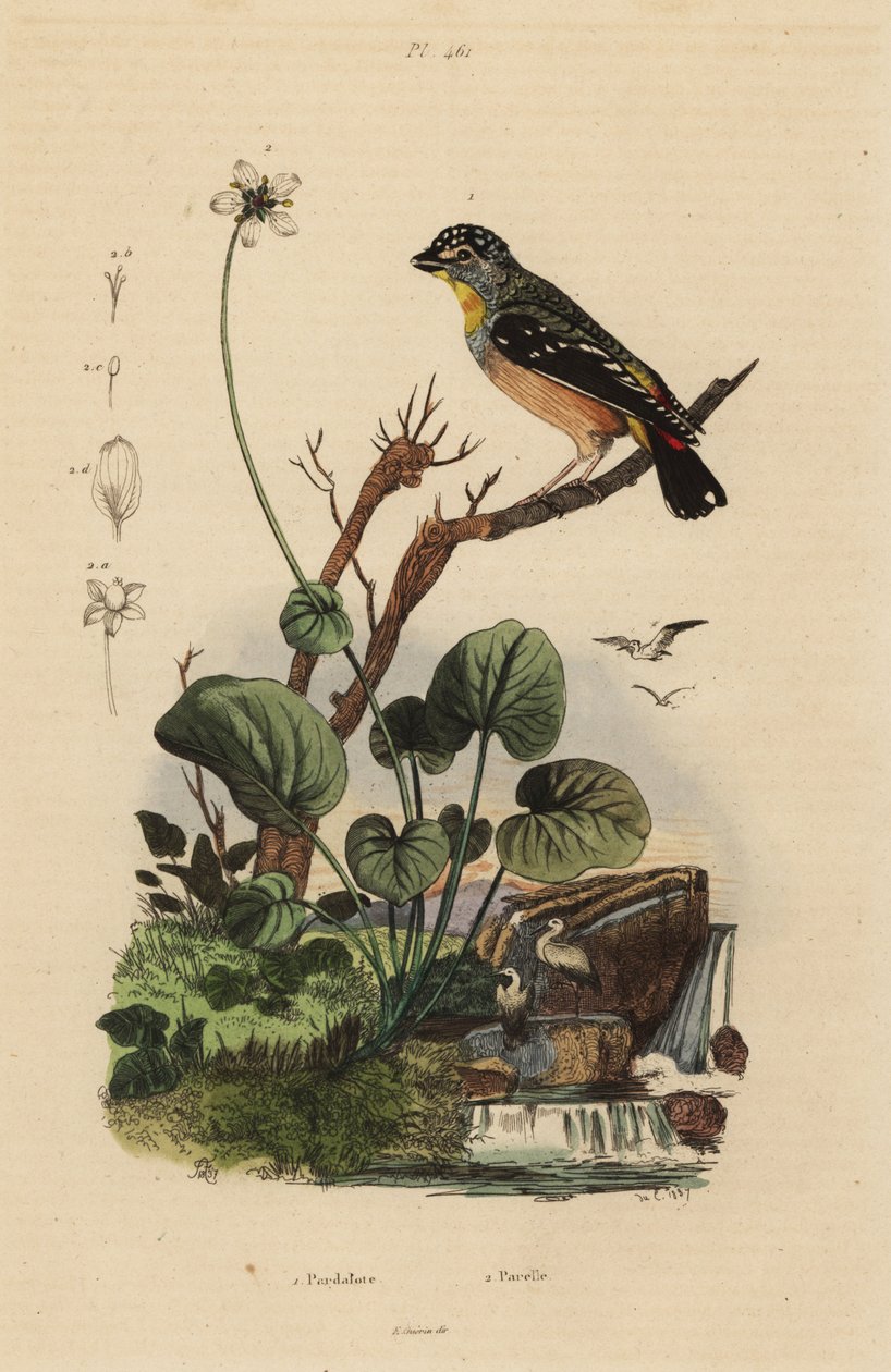 Plettet pardalote, Pardalotus punctatus af Unbekannt